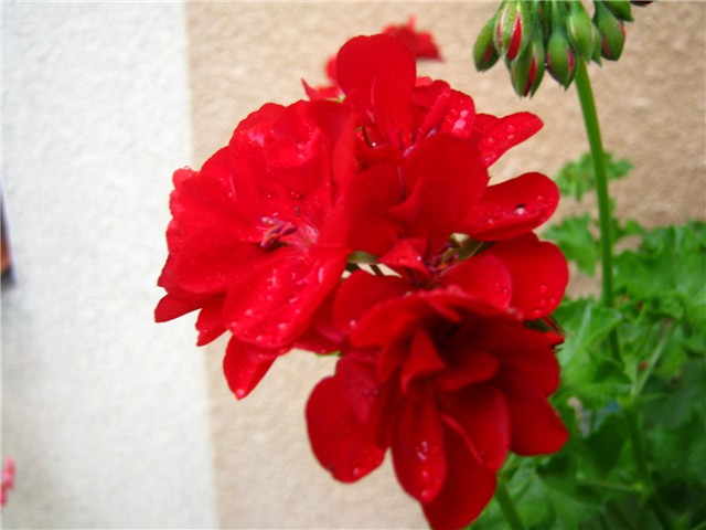 pelargonije